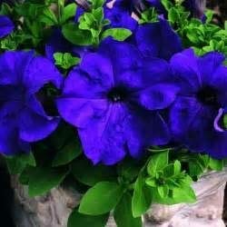 Annual Blue Oblique Petunia Plants for Borders and Containers