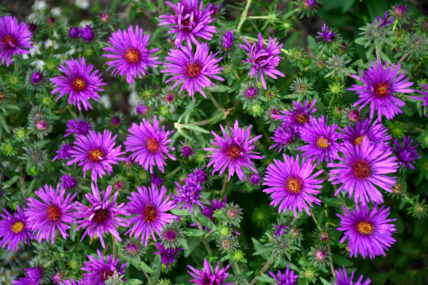 Annual Dark Purple Aster Plants for Borders and Containers