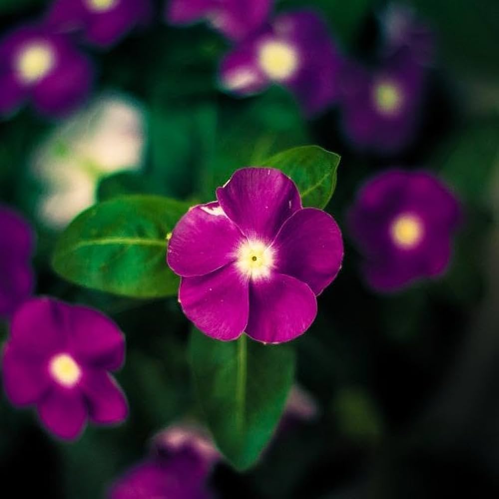 Annual Dark Purple Vinca Plants for Borders and Containers