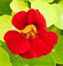 Annual Dark Red Tropaeolum Nasturtium Plants for Borders and Containers