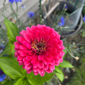 Annual Pink Marigold Plants for Borders and Containers