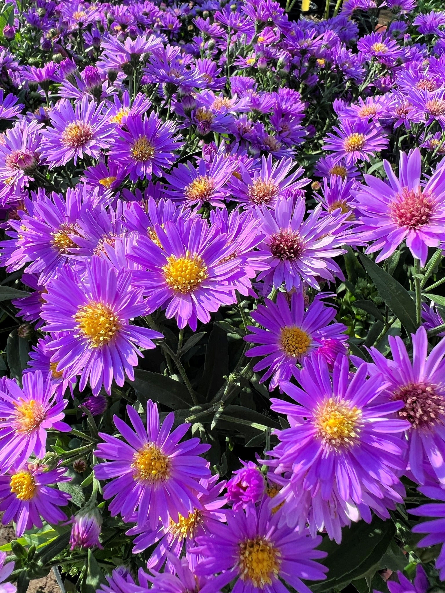Annual Purple Aster Callistephus Plants for Borders and Containers