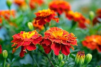 Annual Red & Yellow Marigold Plants for Borders and Containers