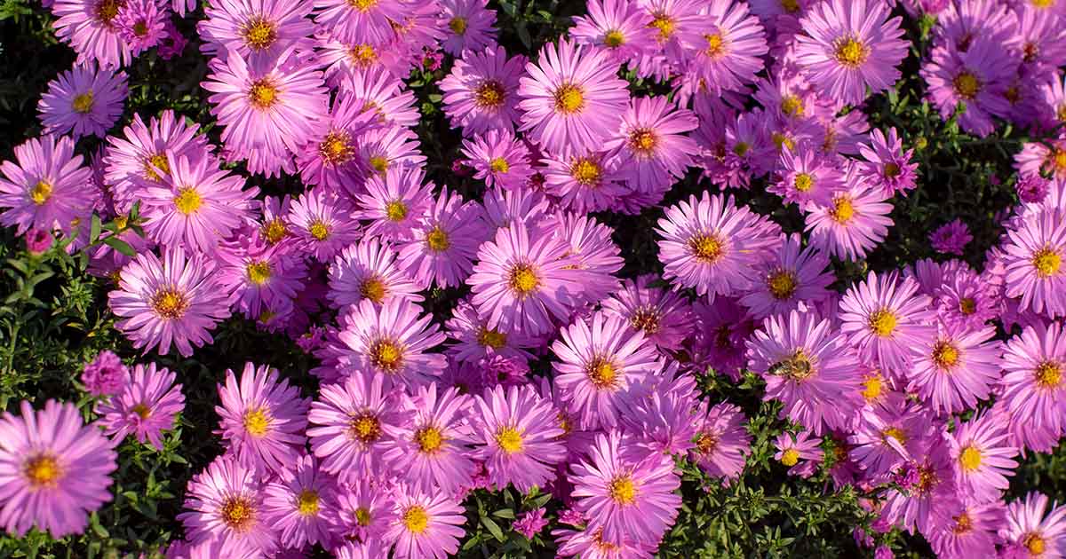 Annual Soft Pink Aster Plants for Borders and Containers