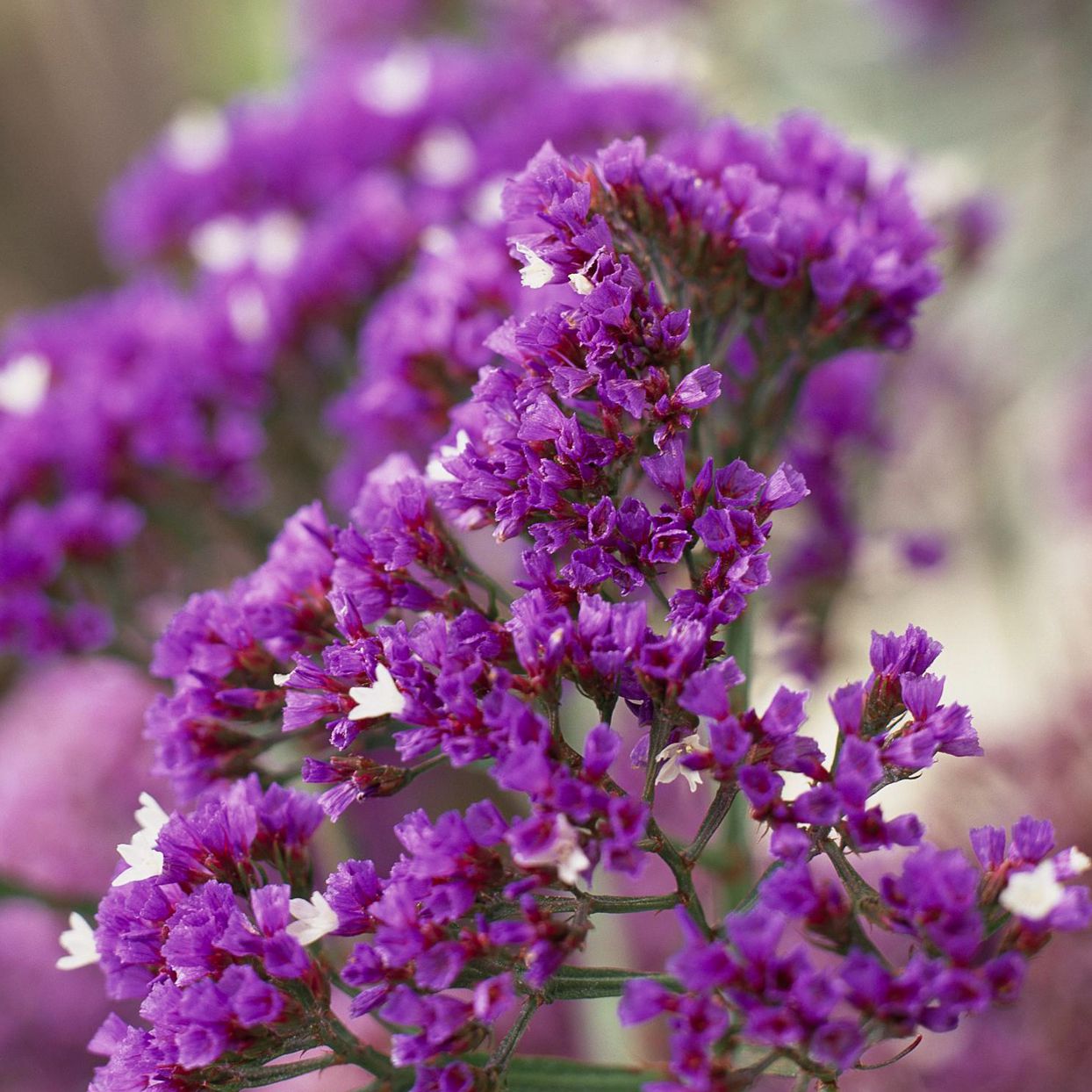 Statice Planting Flower Seeds For Dried Arrangements