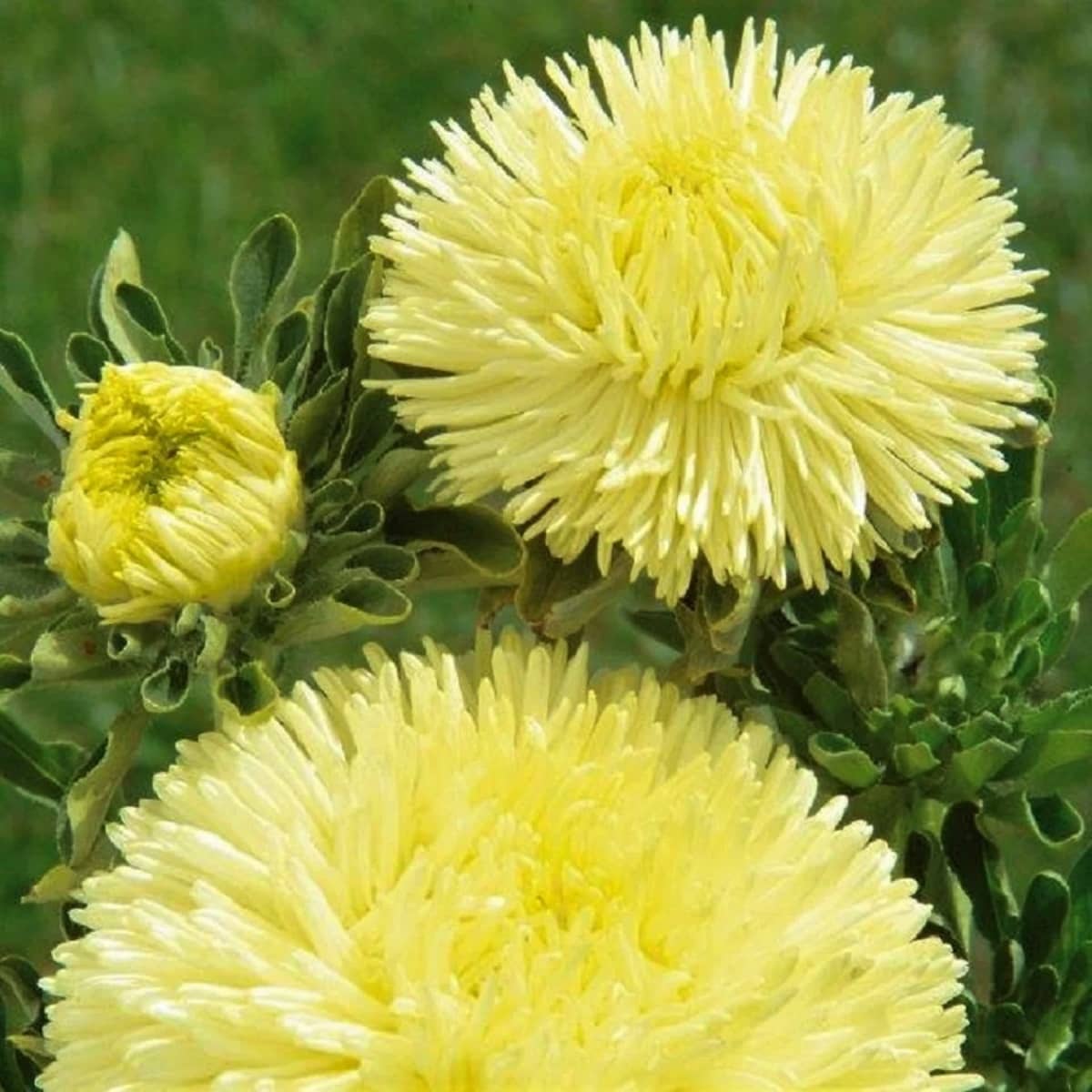 Annual Lemon Yellow Aster Seeds for Vibrant Gardens