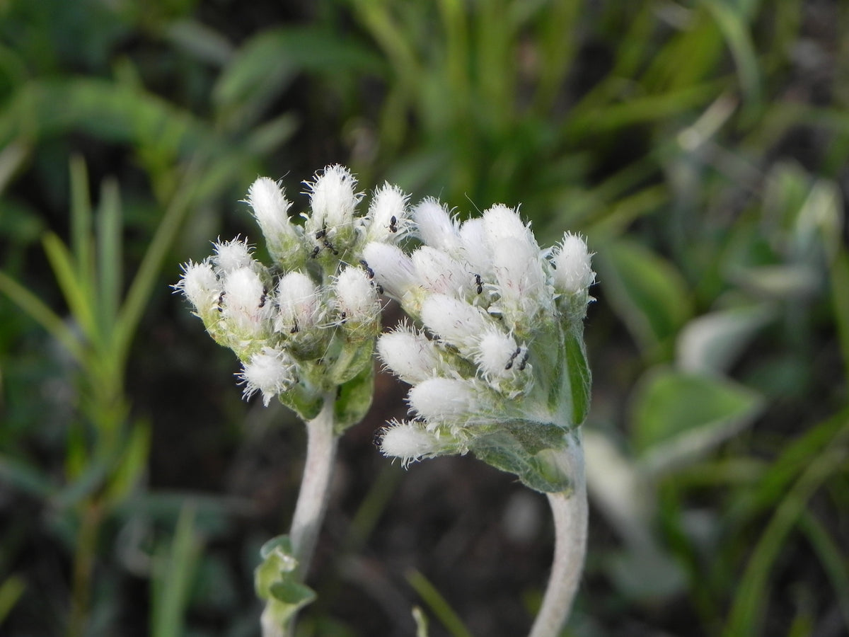 Pussytoes (Pussytoes Flower) seeds for planting in home garden