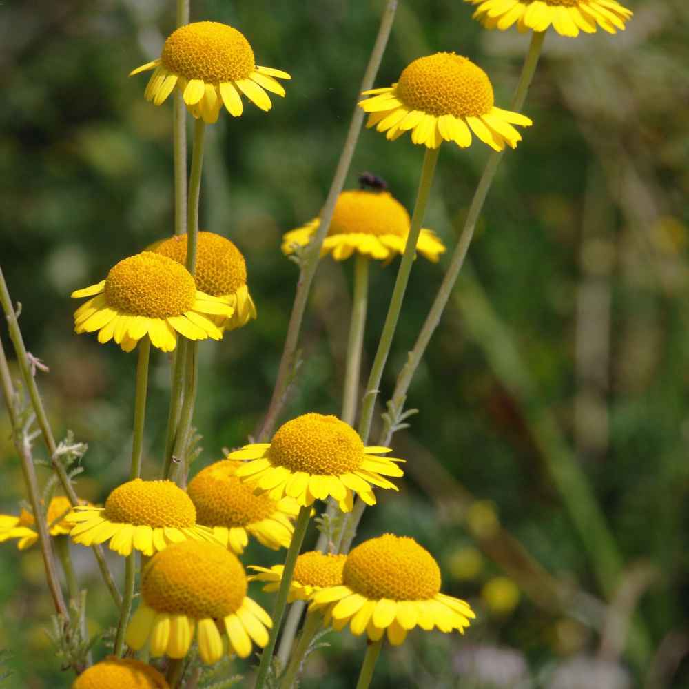 Anthemis tinctoria thriving in dry, sunny gardens from seeds