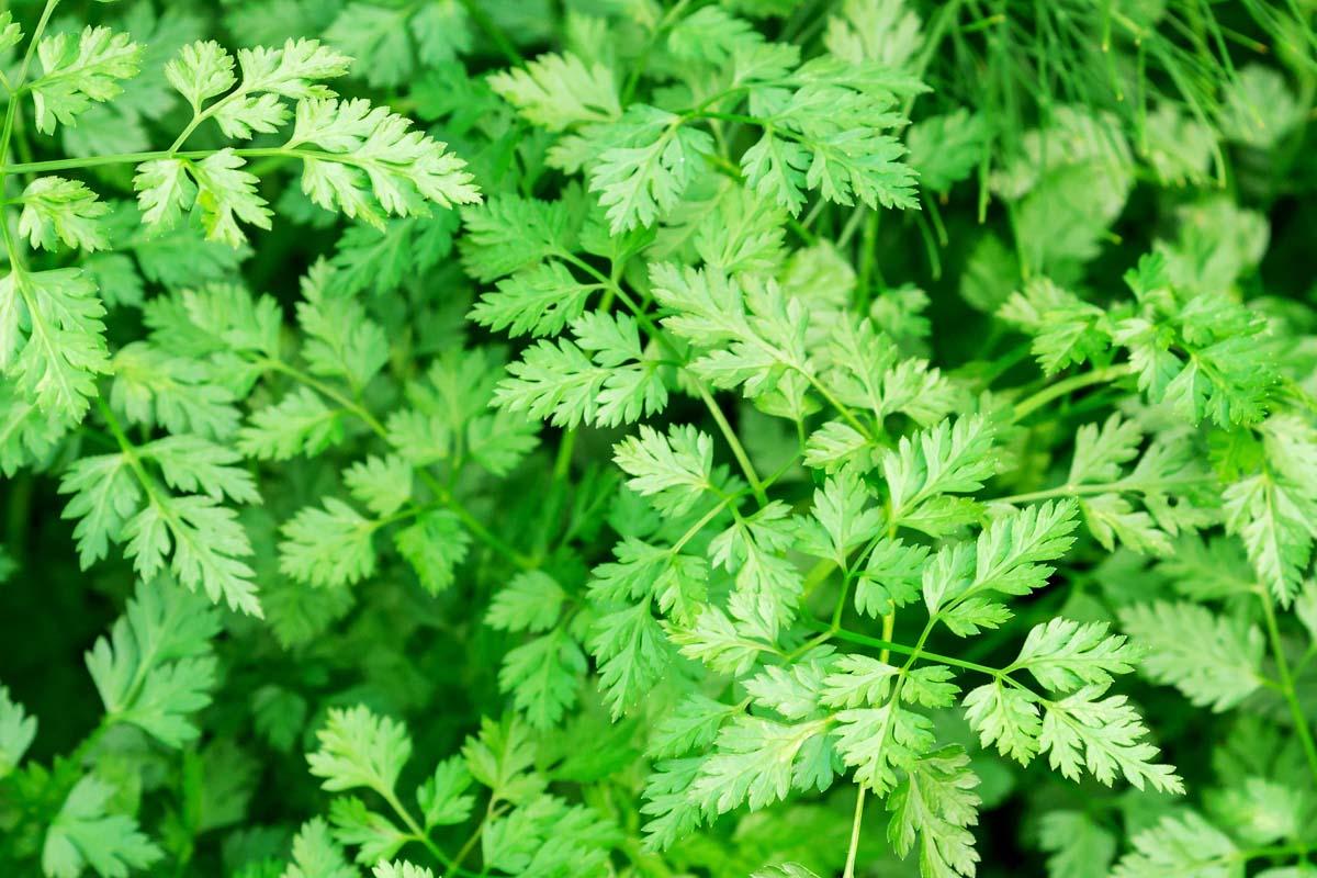 Anthriscus cerefolium Curled Chervil leafy plant seeds