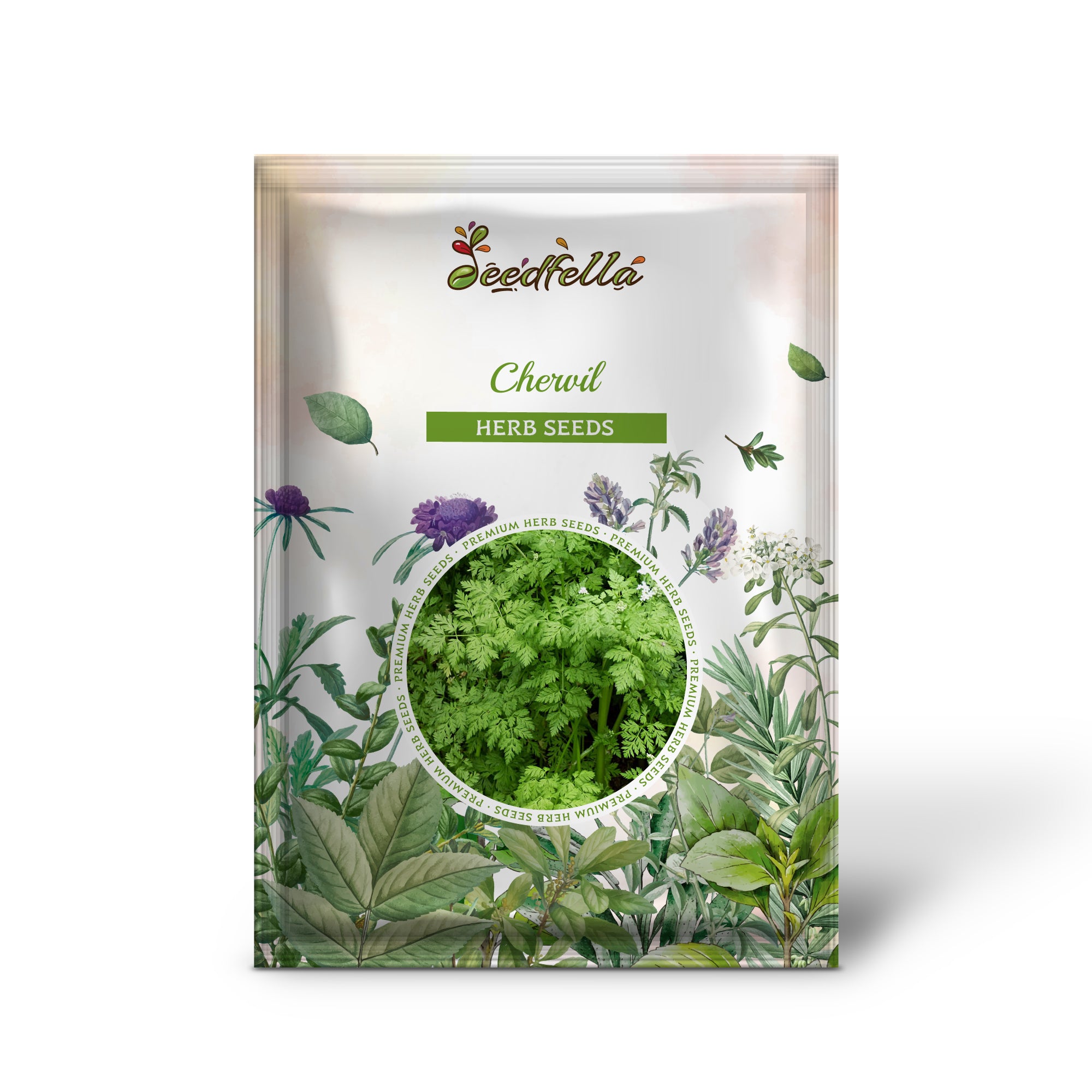 Anthriscus cerefolium fern-like foliage grown from seeds