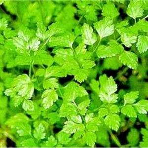Anthriscus cerefolium Vertissimo curly chervil plant for home garden