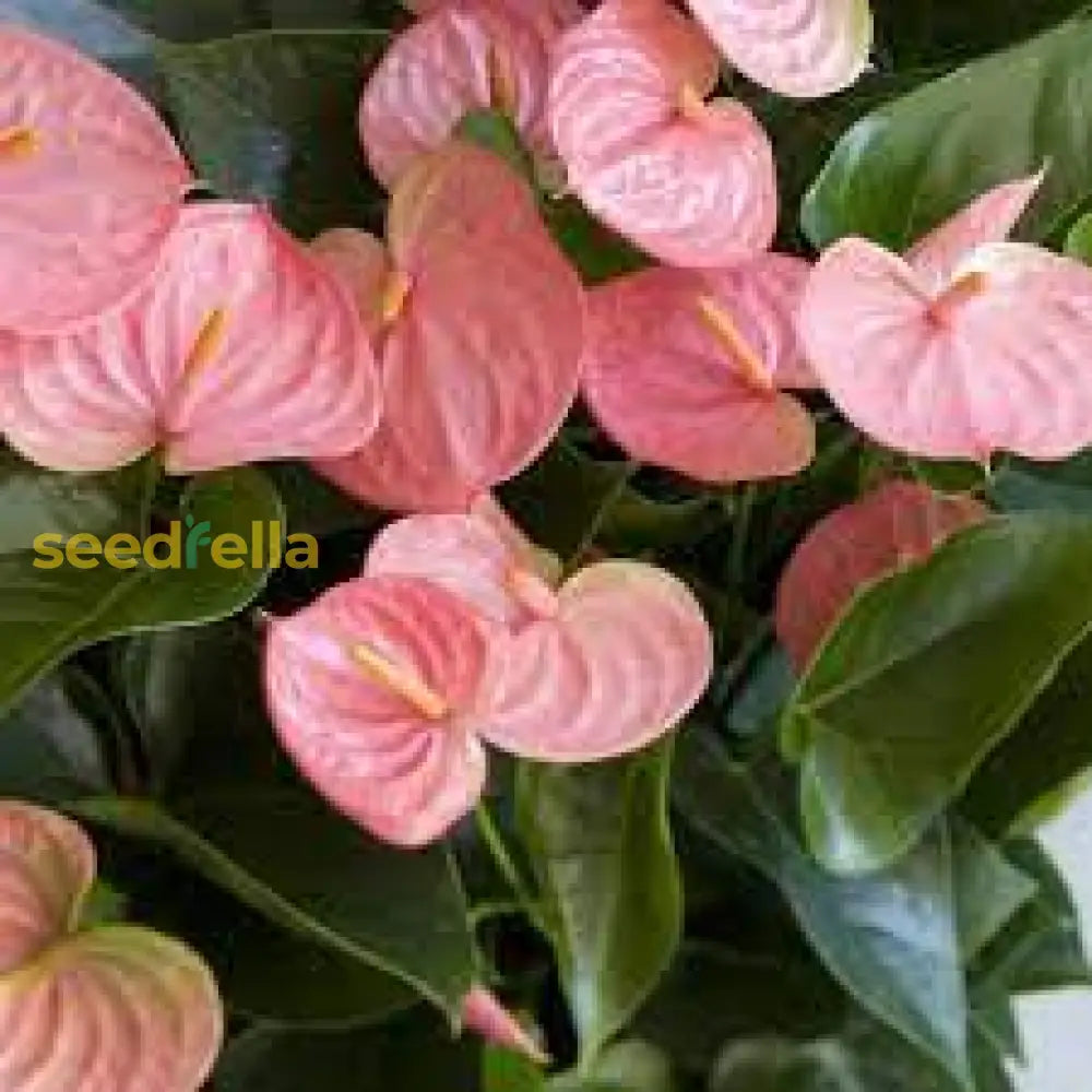 Anthurium Andraeanu Cream Seeds: Perfect For Lush Indoor Gardens And Tropical Displays