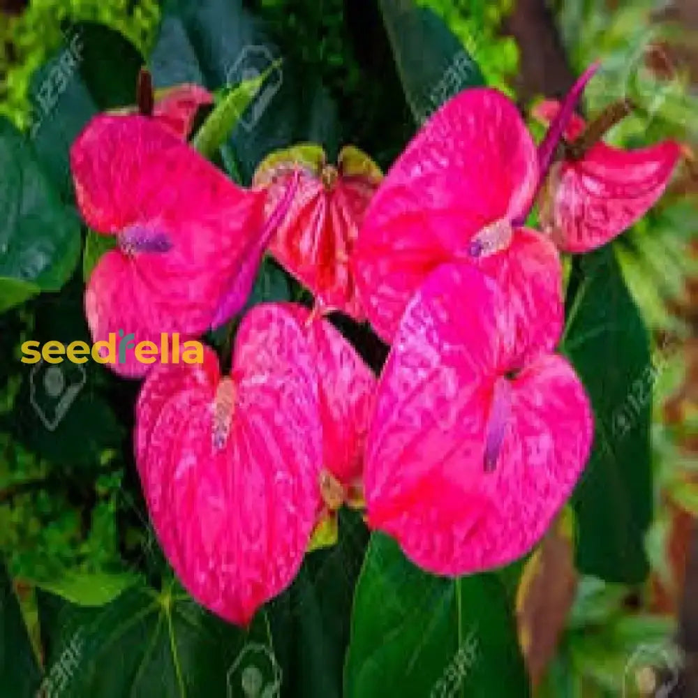 Anthurium Andraeanu Flower Seeds For A Vibrant Indoor Garden