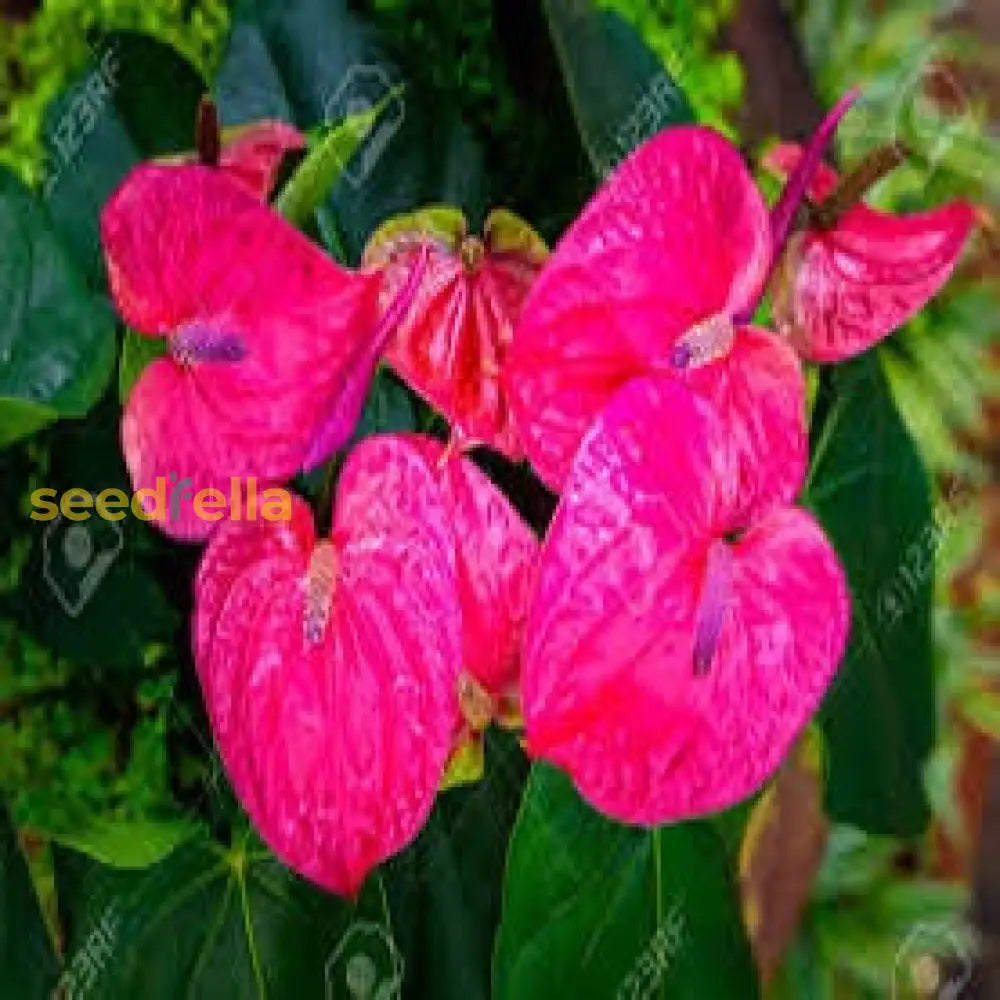 Anthurium Andraeanu Flower Seeds For A Vibrant Indoor Garden