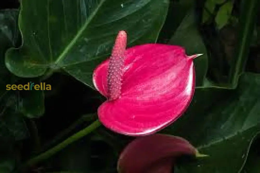 Anthurium Andraeanu Flower Seeds For A Vibrant Indoor Garden