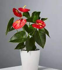 Anthurium Andraeanu Flower Seeds for Planting