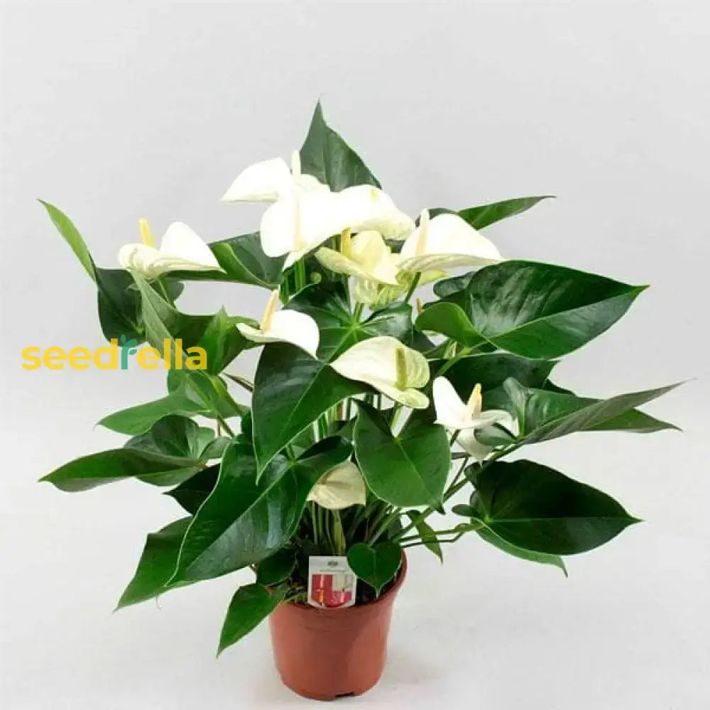 Anthurium Andraeanu White Seeds For Planting - Ideal Home Gardens And Indoor Decor Flower