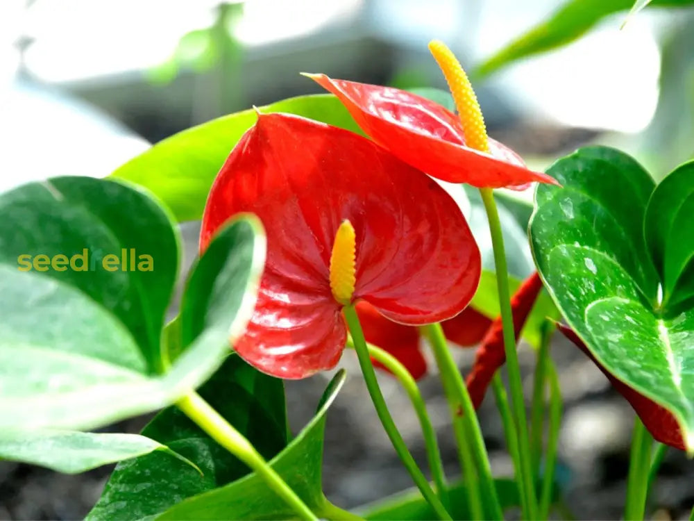 Anthurium Andraeanum Red Flower Seeds For Planting