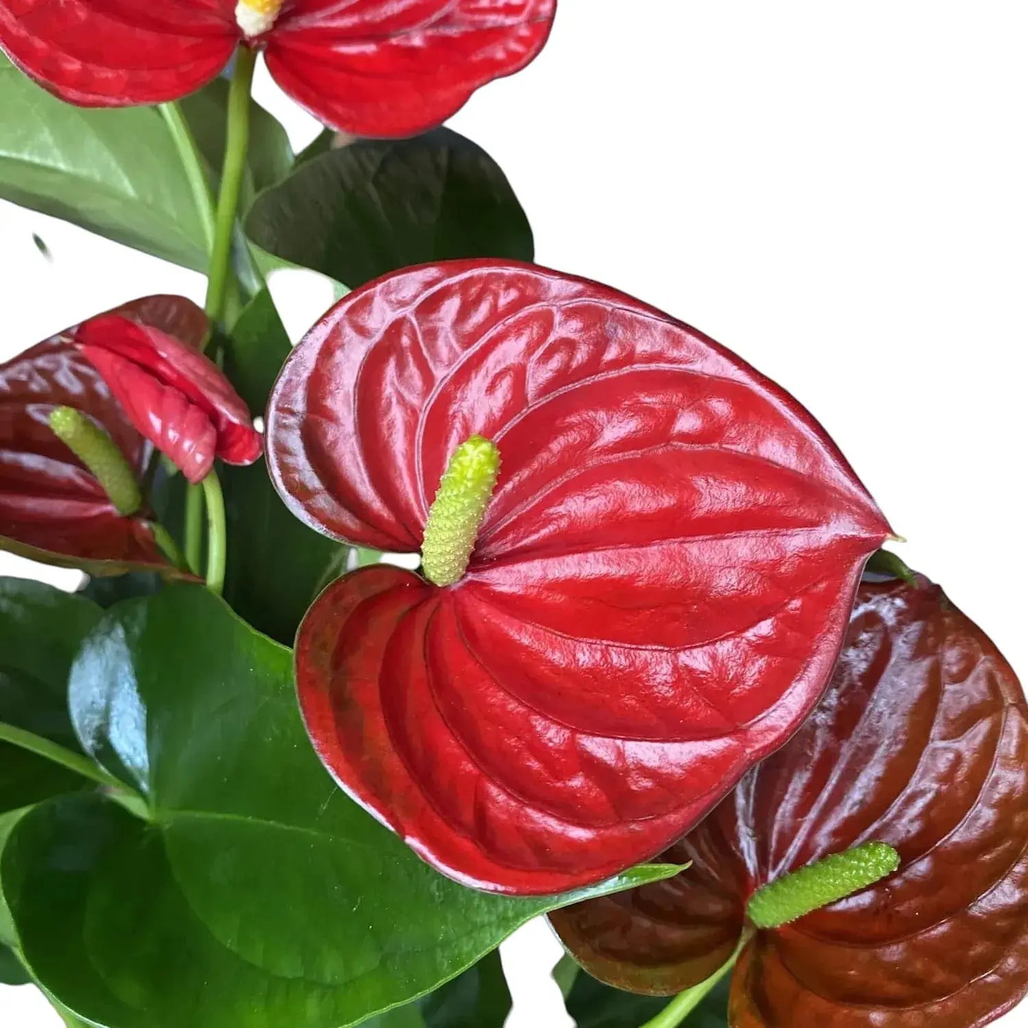 Anthurium Andraeanum Red Flower Seeds for Planting