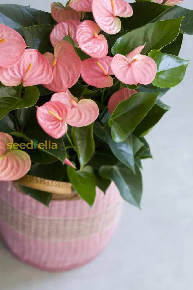 Anthurium Andraeanum Seeds - Easy Planting For Soft Pale Pink Blooms