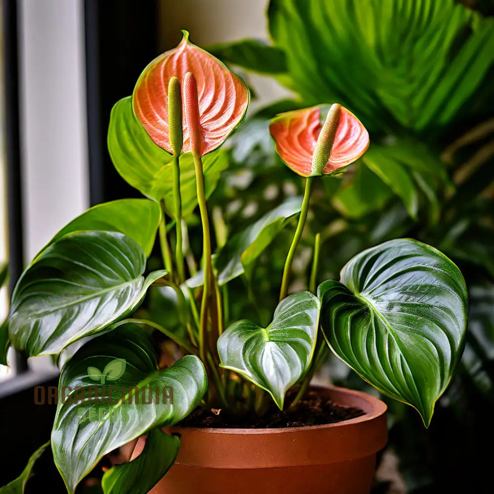 Sky Blue Anthurium Flower Seeds For Planting | Elegant Blooms Freshness