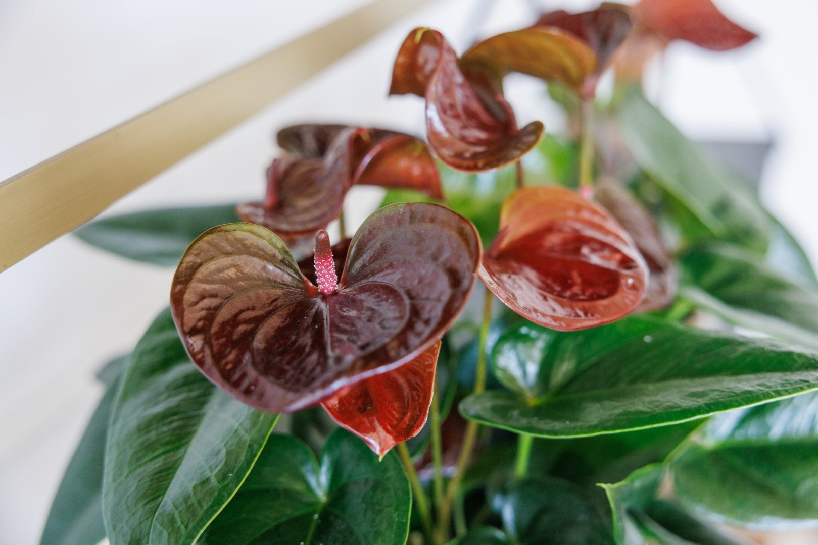 Close-up of Dark Brown Anthurium spathes and leaves