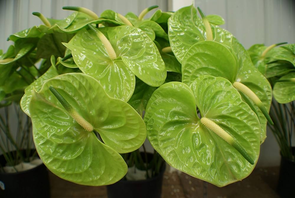 Green Anthurium growing in container