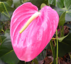 Pink Anthurium growing in container