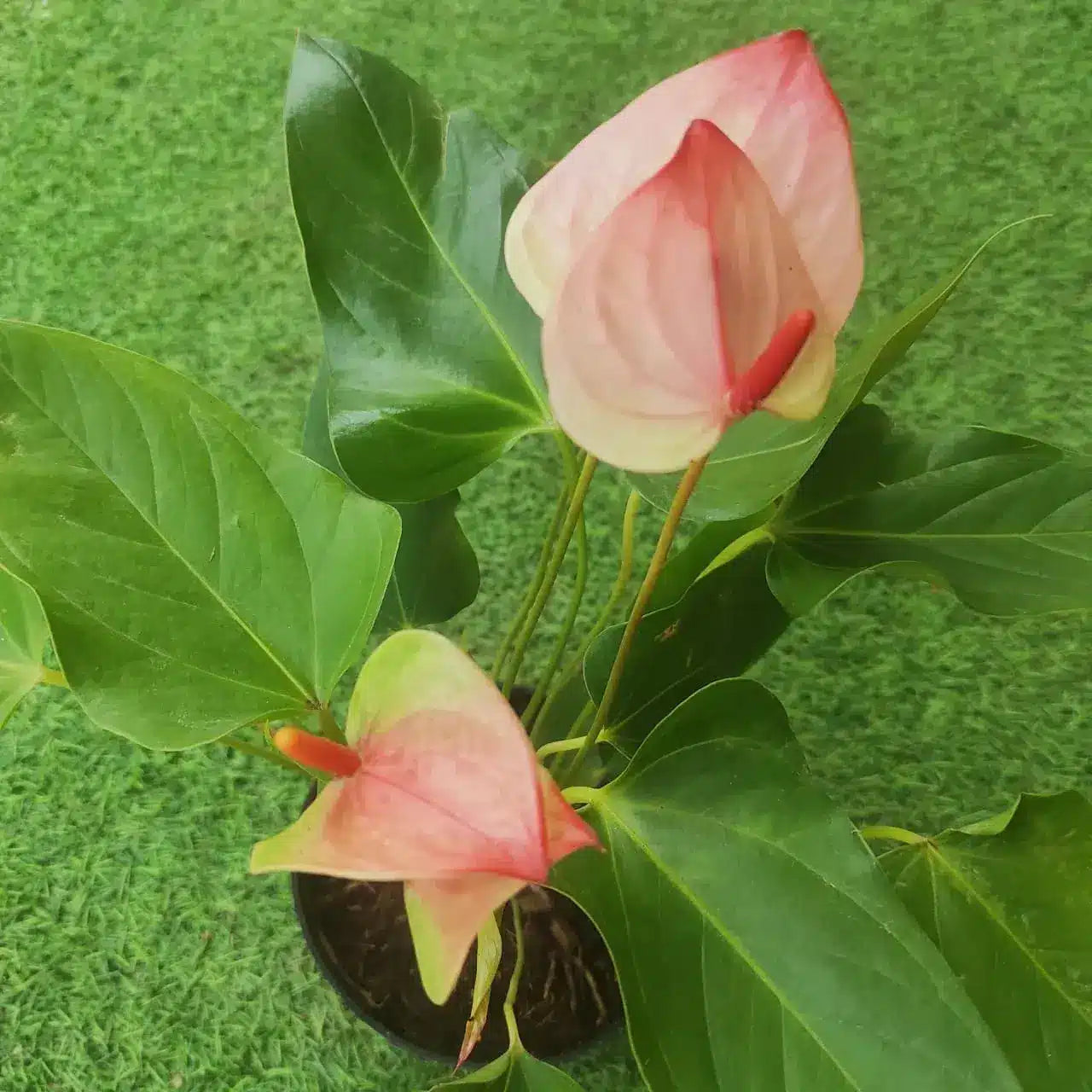 Pale Pink Anthurium growing in container