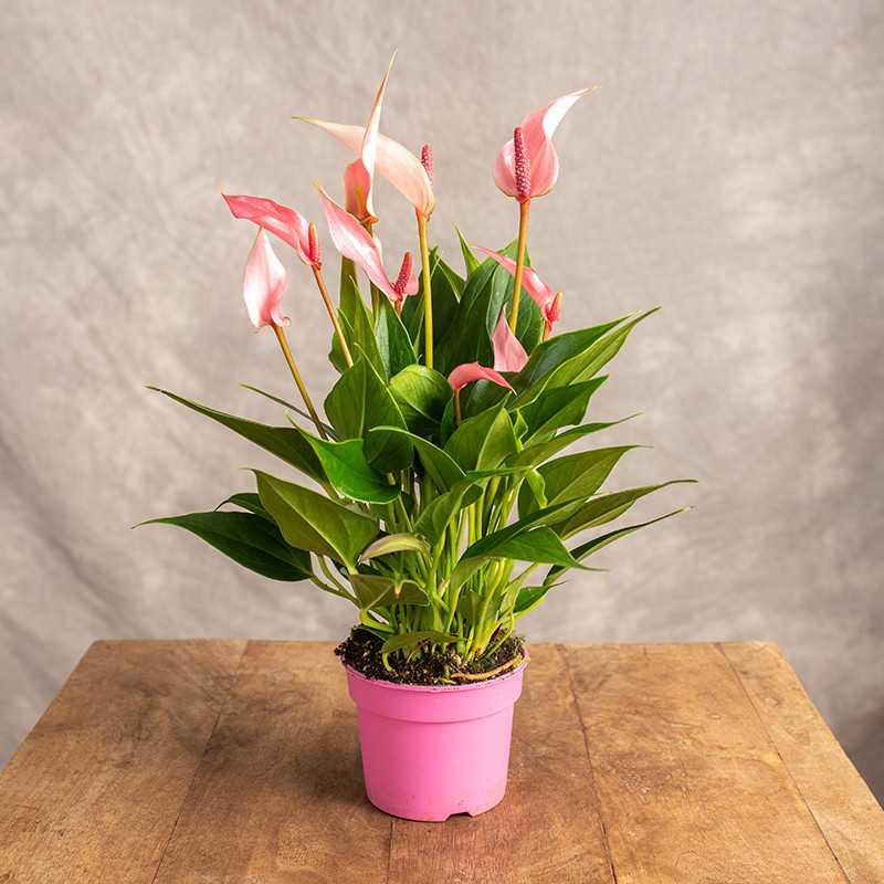 Anthurium Cream variety used for indoor garden décor