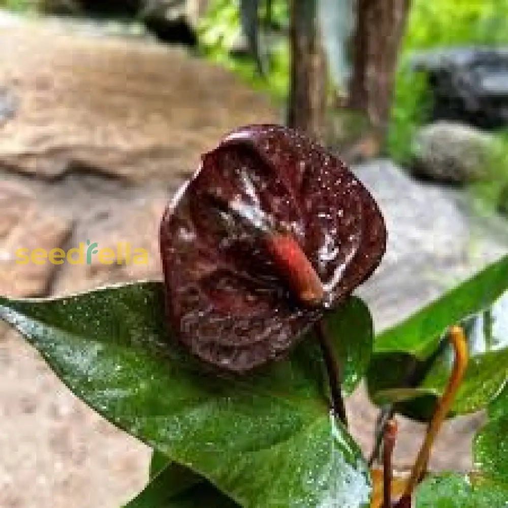 Anthurium Dark Brown Flower Seeds For All-Year Planting