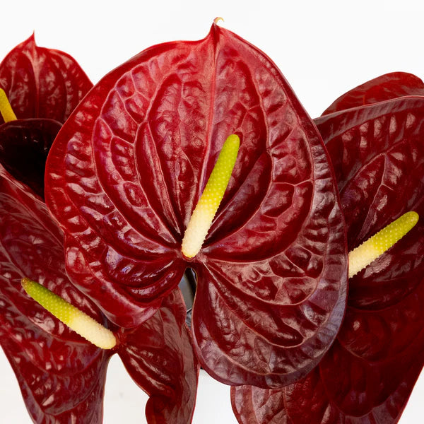 Dark Brown Anthurium Flower Seeds for All-Year Planting