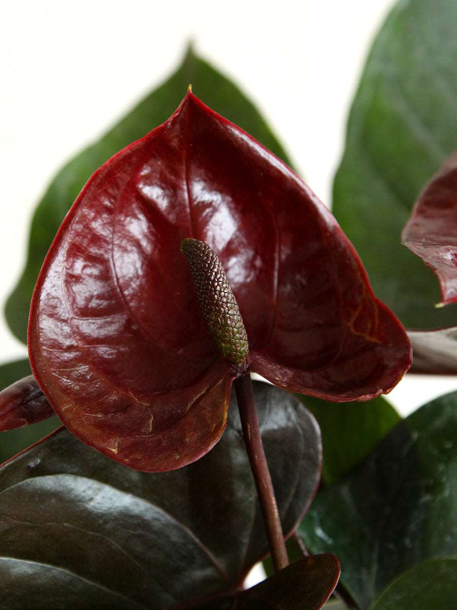 Dark Brown Anthurium growing in pots