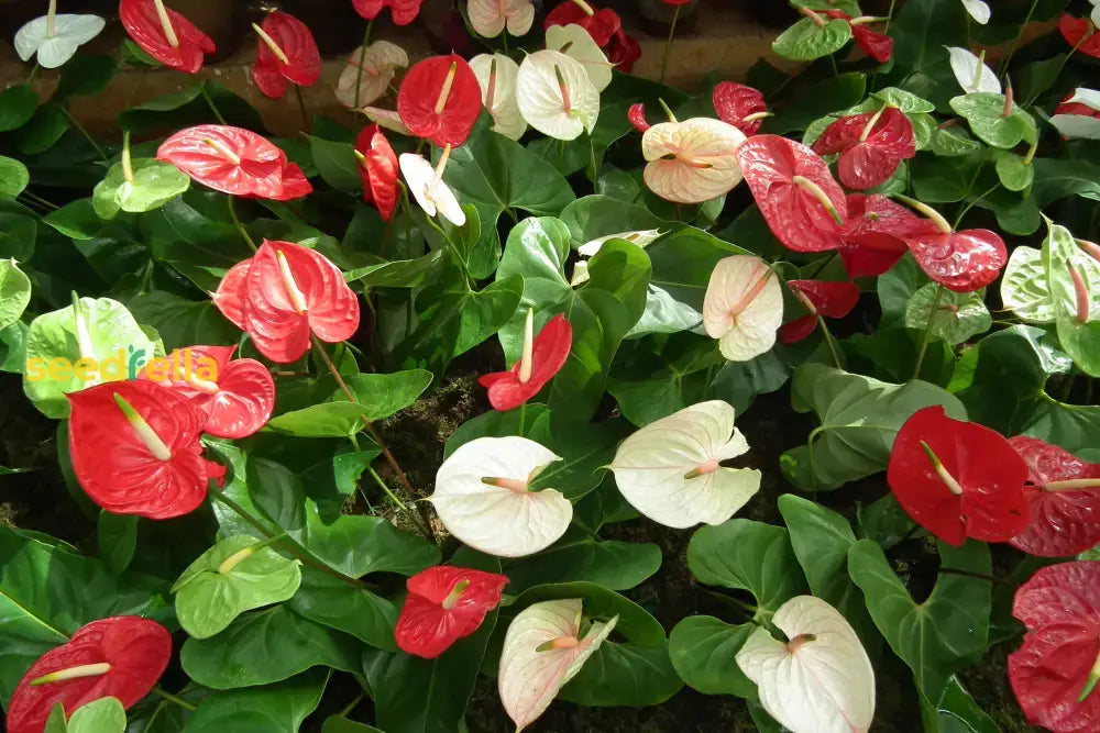 Anthurium Flower Seeds For Easy Planting