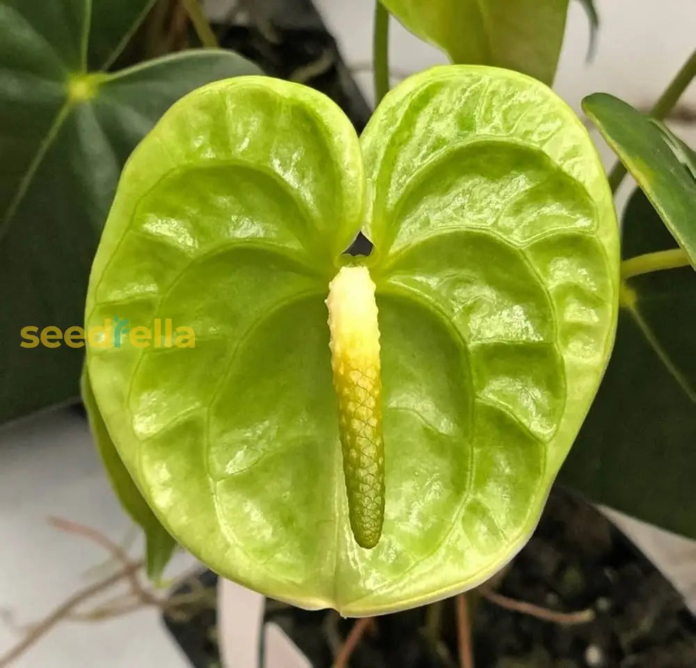 Anthurium Flower Seeds For Planting - Grow Stunning Green Blooms In Your Garden