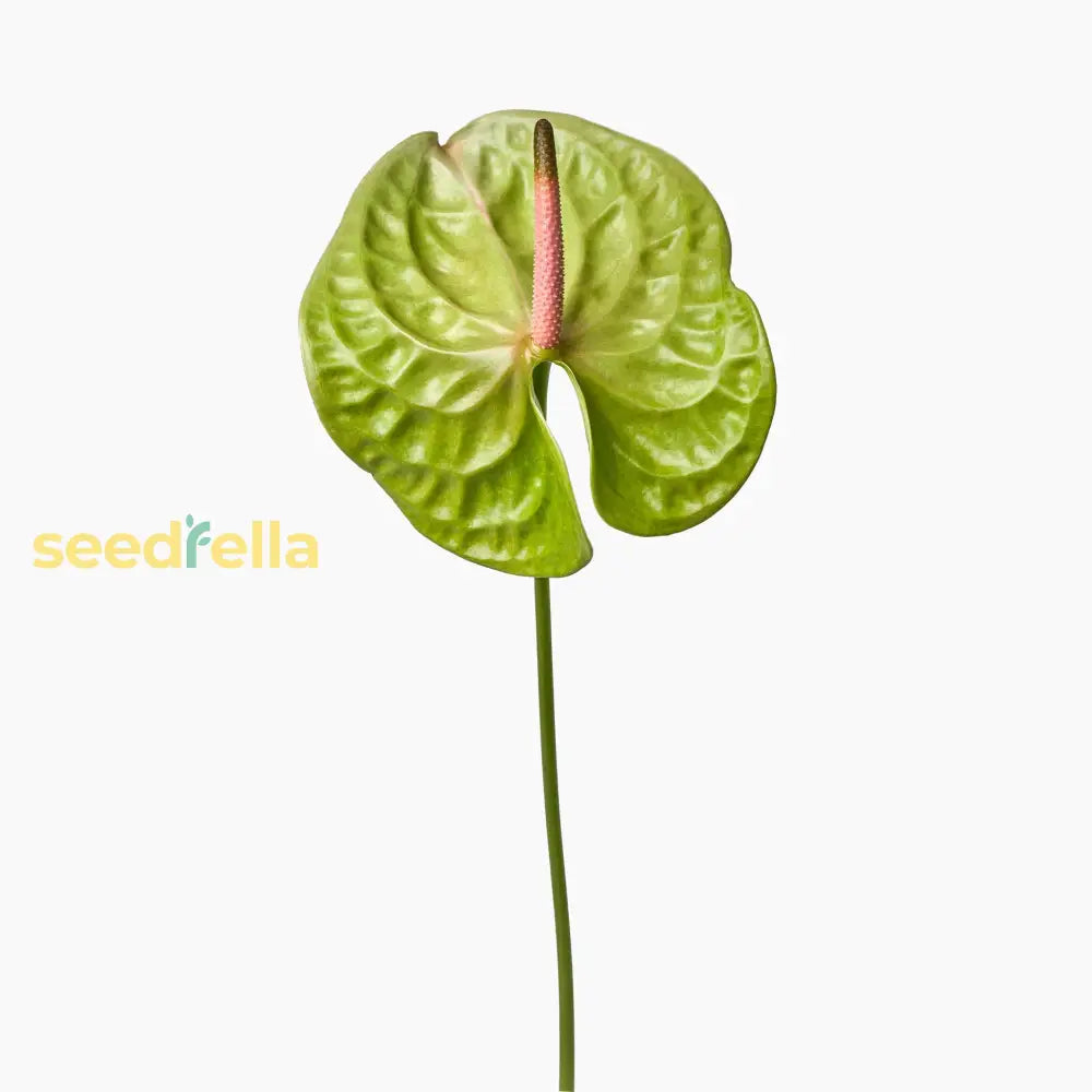 Anthurium Flower Seeds For Planting - Grow Stunning Green Blooms In Your Garden