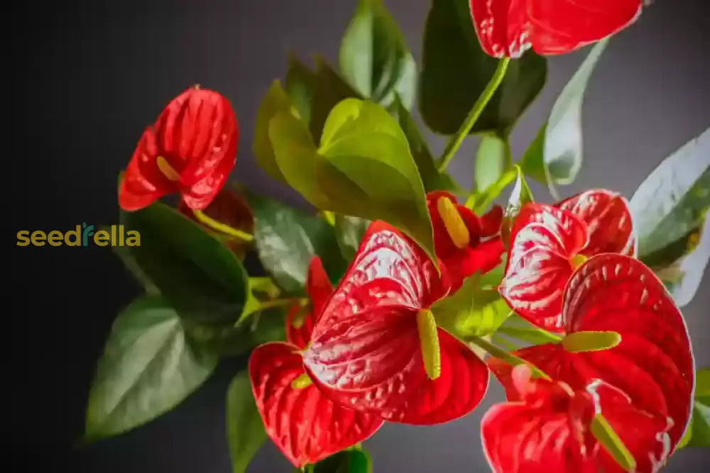 Anthurium Flower Seeds - Green And Red Variety