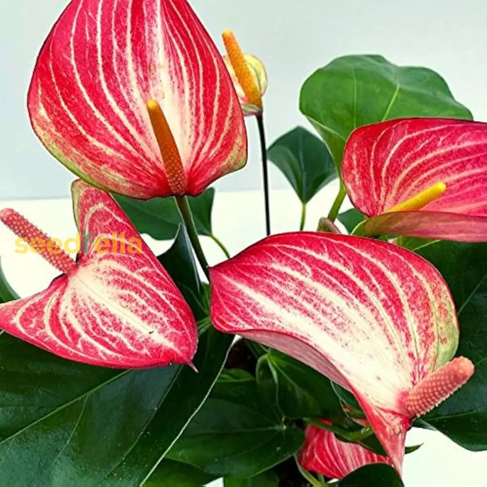 Anthurium Flower Seeds - White & Red Planting For Your Garden