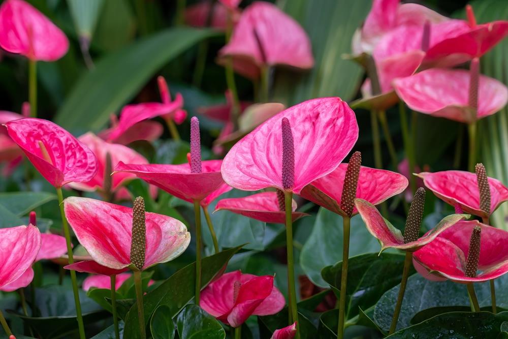 Pink Anthurium planted along garden border