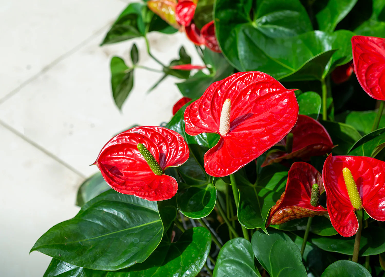 Light Red Anthurium flowers used as indoor décor