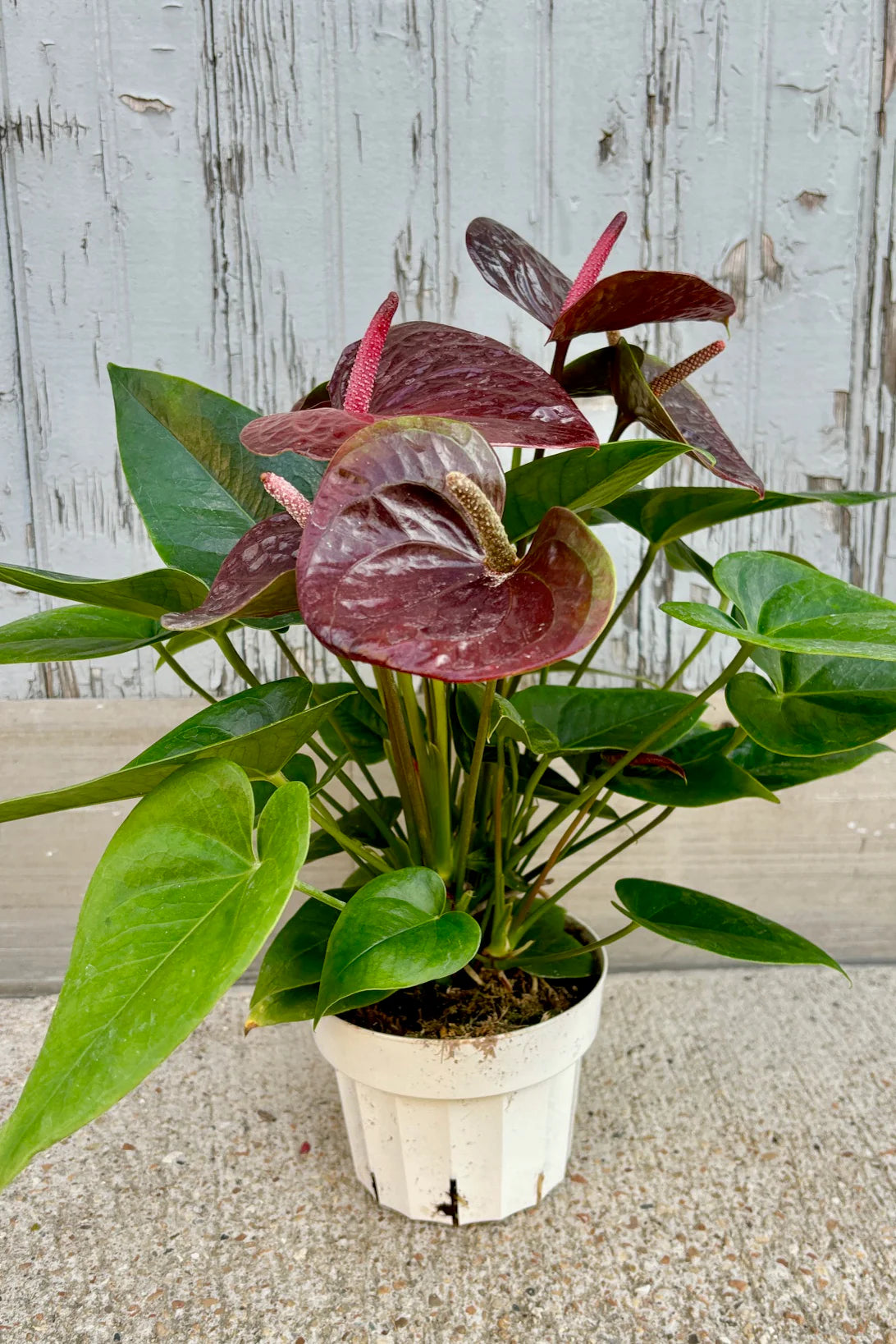 Dark Brown Anthurium flowers used as indoor décor