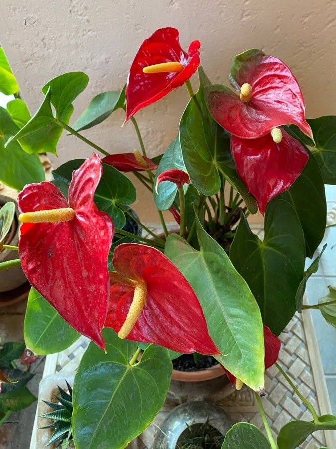 Indoor Anthurium Linden Plant Growing from Seeds
