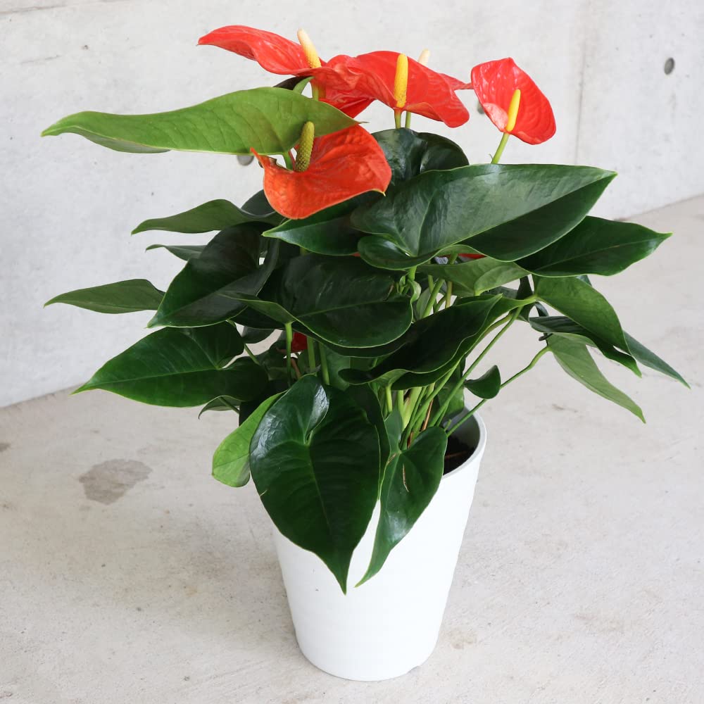 Close-up of Anthurium orange and green leaves