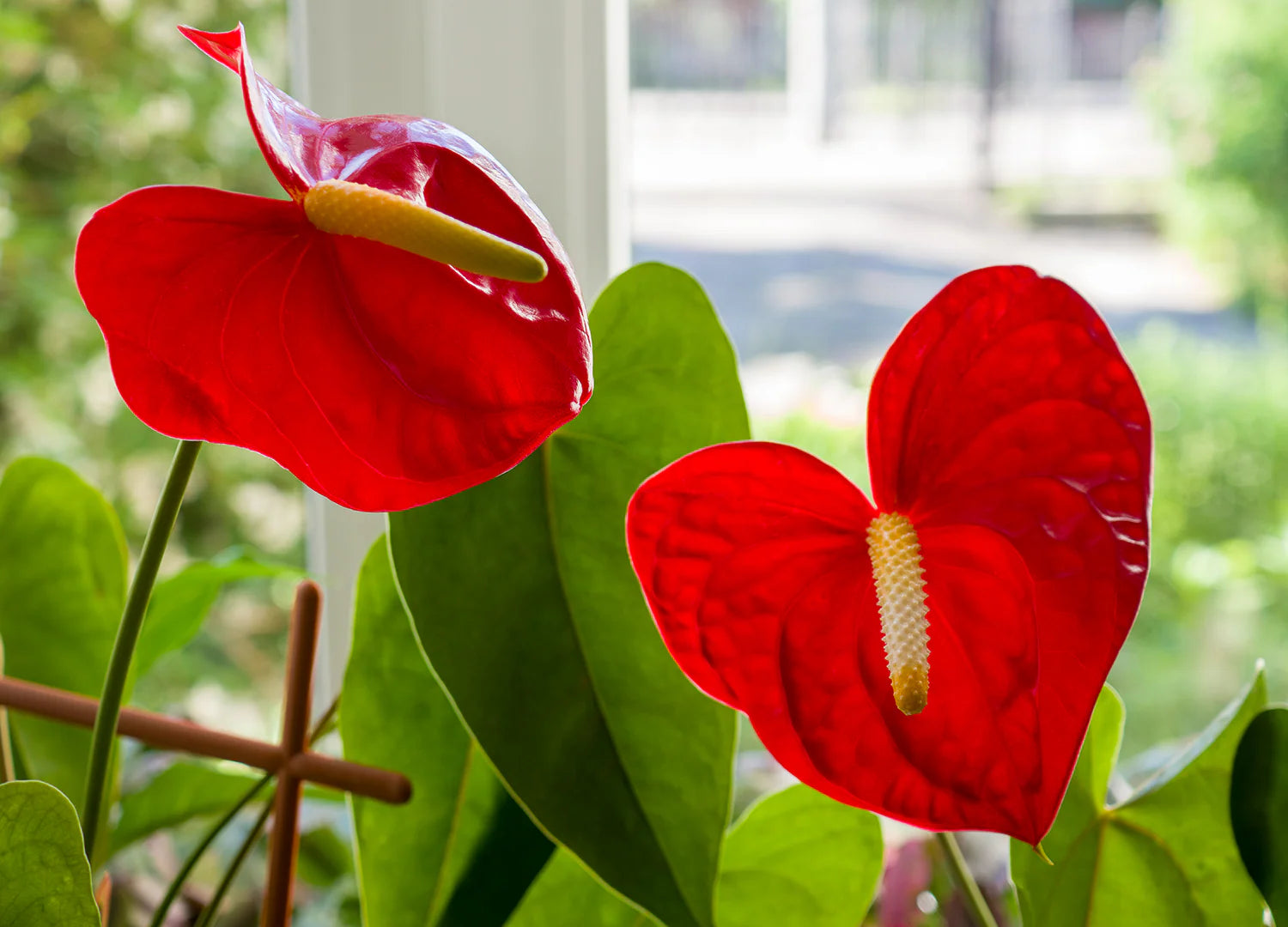 Light Red Anthurium Flower Seeds for Planting