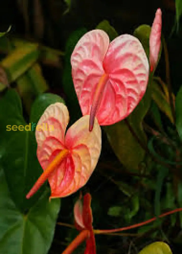 Anthurium Linden Araceae Seeds For Planting - Orange & Green Foliage Flower