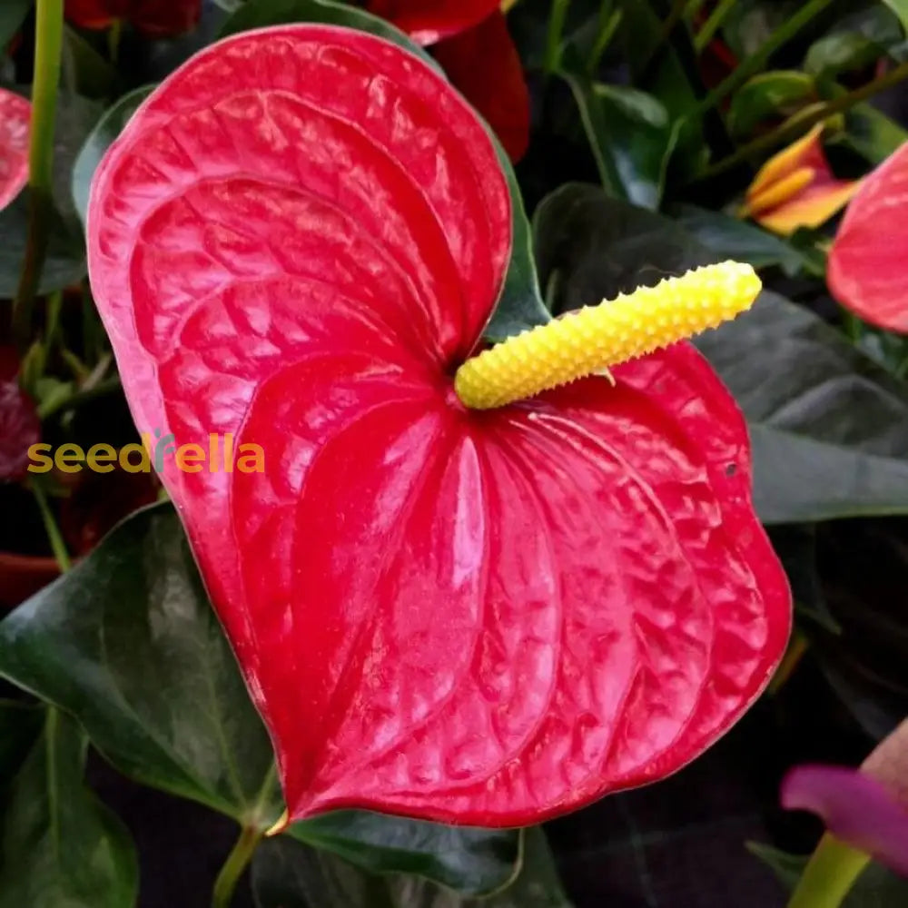 Anthurium Linden Araceae Seeds For Planting - Unique Blue & Red Flowers Perfect Indoor Outdoor