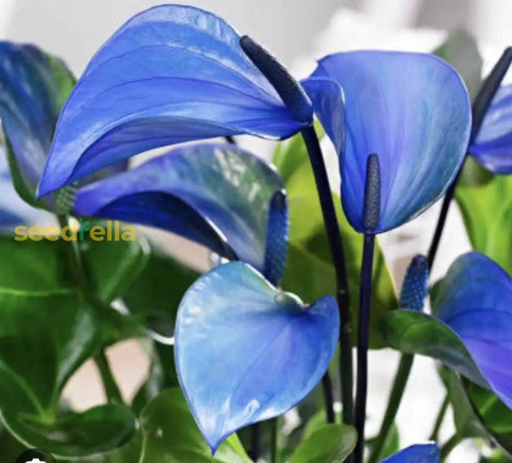 Anthurium Linden Flower Seeds - Grow Stunning Light Sky Blue Blooms