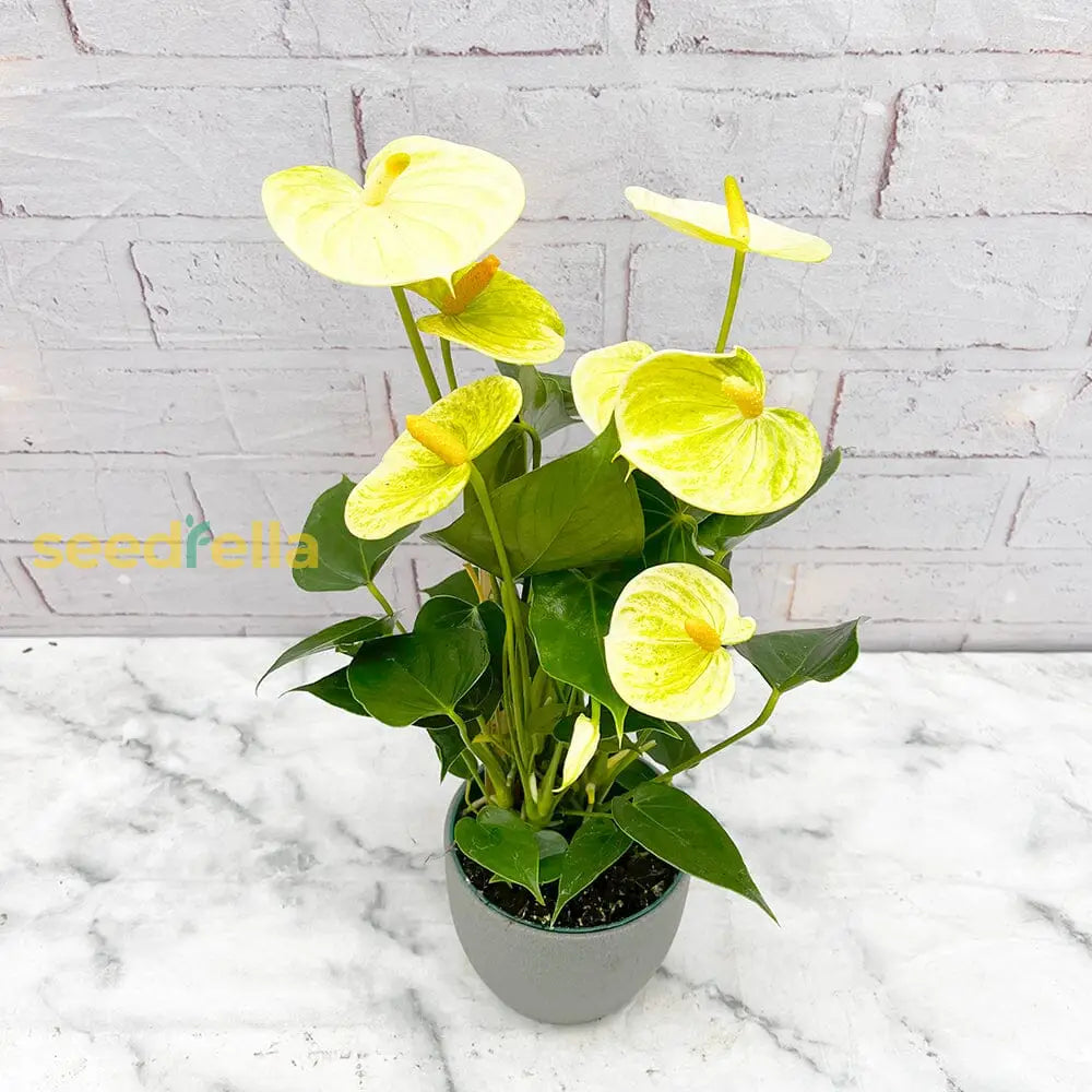 Anthurium Linden Gold Yellow Seeds - Grow Stunning Tropical Flowers