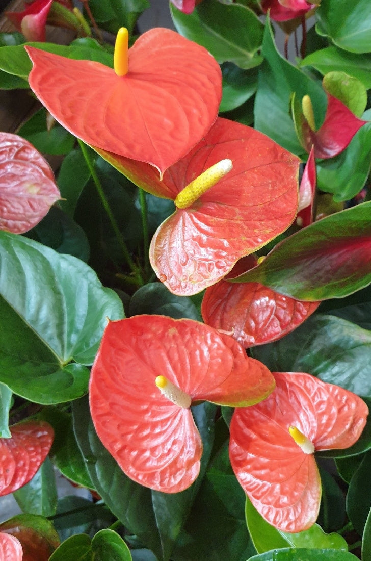 Anthurium Linden plant growing indoors