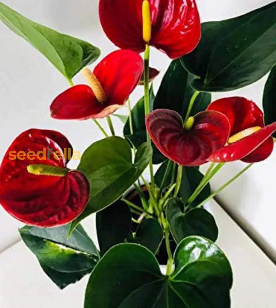 Anthurium Linden Seeds For Planting - Bold Red Blooms To Enhance Your Space